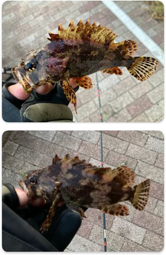 ヨロイメバルの釣果