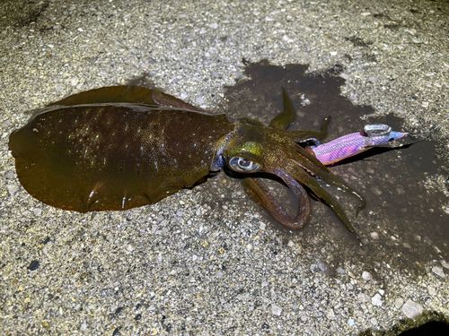 アオリイカの釣果