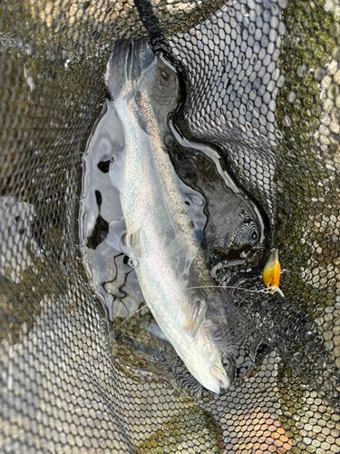 ニジマスの釣果