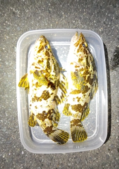 タケノコメバルの釣果