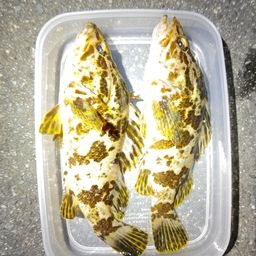 タケノコメバル