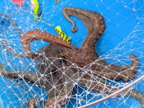 マダコの釣果
