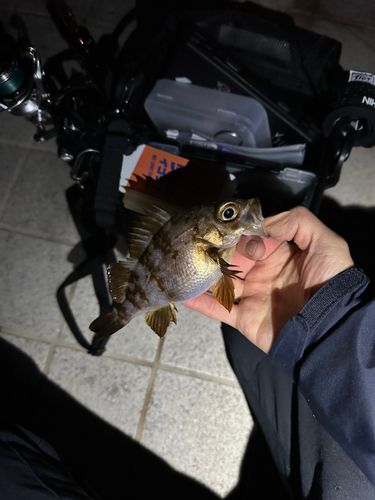 シロメバルの釣果