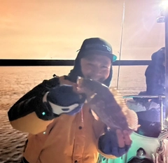 キジハタの釣果