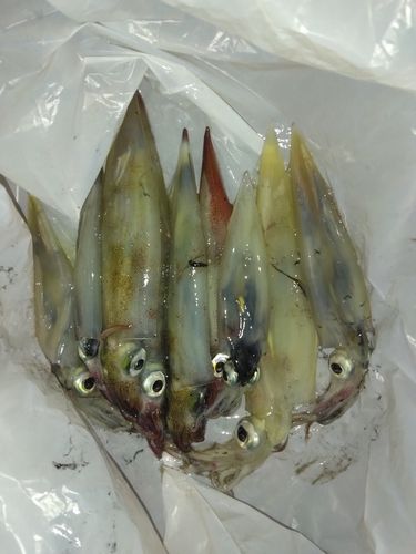 ヤリイカの釣果