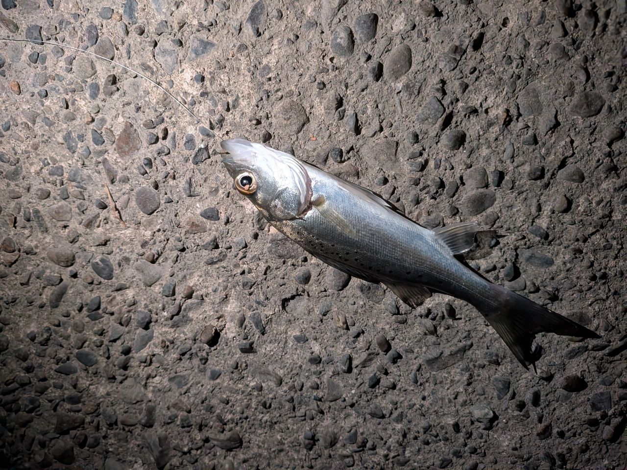 セイゴ（マルスズキ）