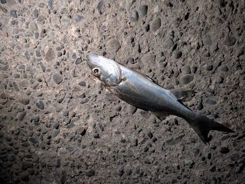 セイゴ（マルスズキ）の釣果