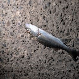 セイゴ（マルスズキ）