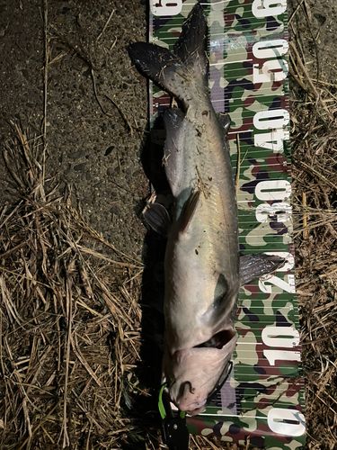 アメリカナマズの釣果