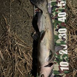 アメリカナマズ