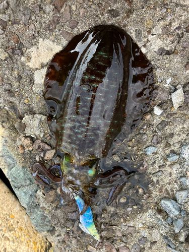 アオリイカの釣果