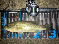 ブラックバスの釣果