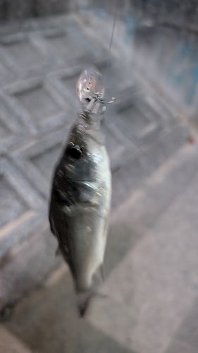 セイゴ（マルスズキ）の釣果