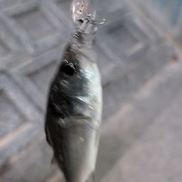 セイゴ（マルスズキ）