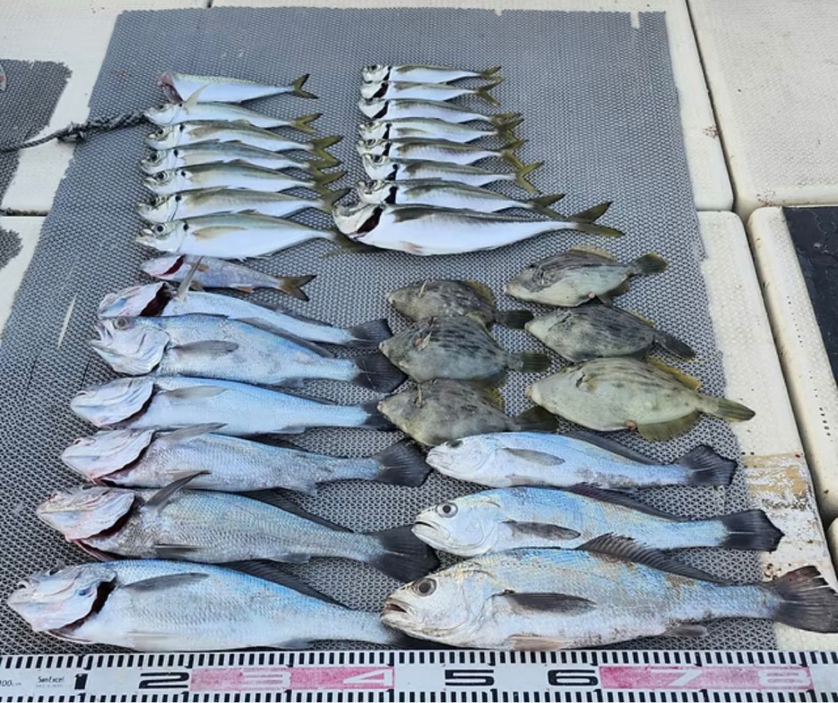 よぴっくさんの釣果 1枚目の画像