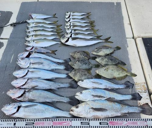 クログチの釣果