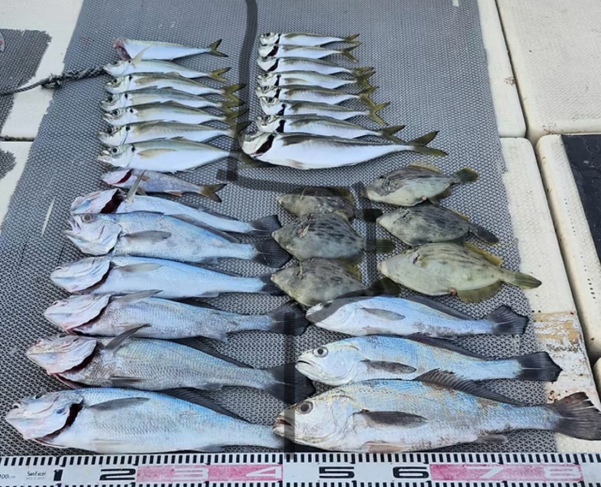 よぴっくさんの釣果 2枚目の画像