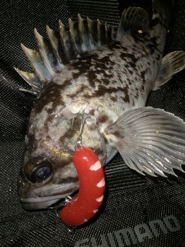 クロソイの釣果
