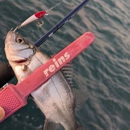 セイゴ（ヒラスズキ）