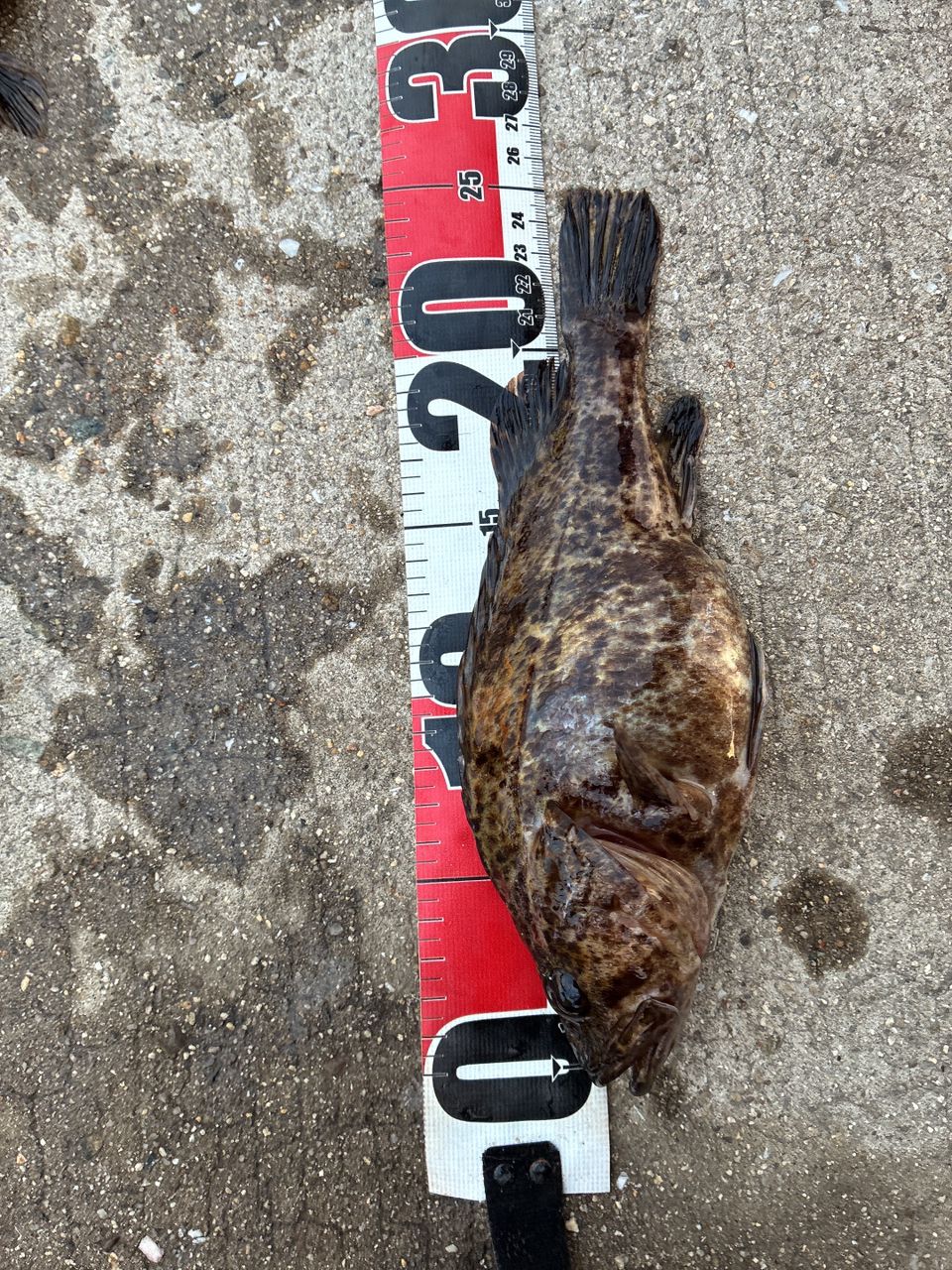 タケノコメバル