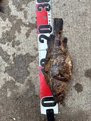 タケノコメバルの釣果