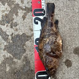 タケノコメバル