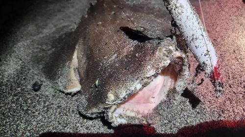 カスザメの釣果