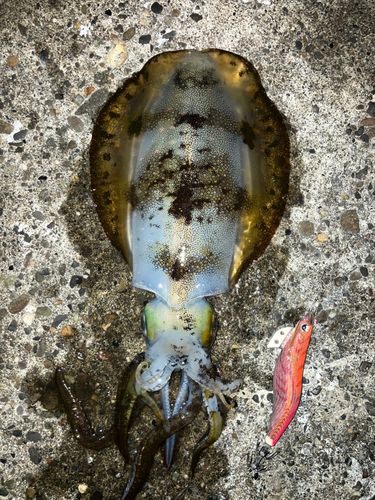 アオリイカの釣果