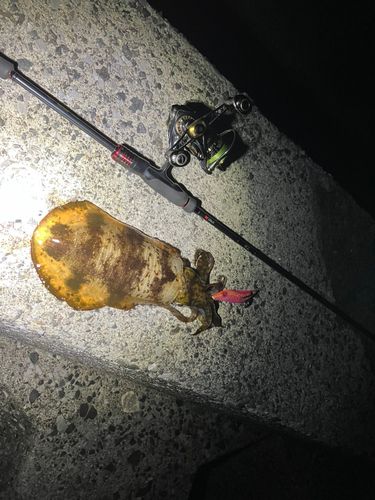 イカの釣果
