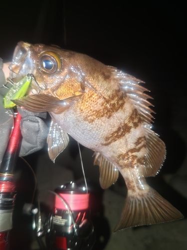 メバルの釣果