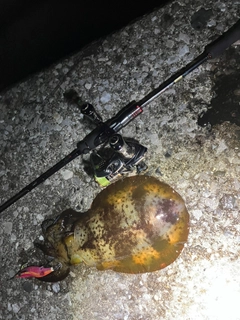 イカの釣果