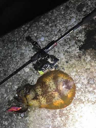 イカの釣果