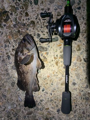 クロソイの釣果