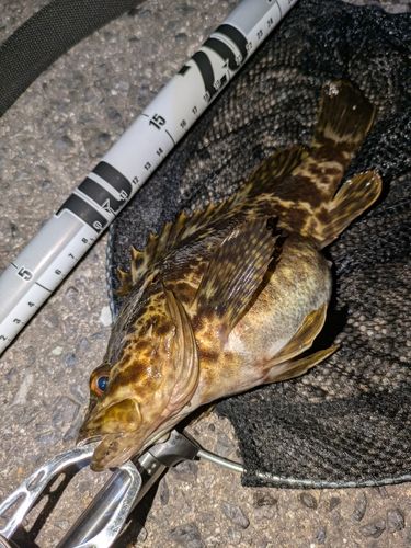 タケノコメバルの釣果