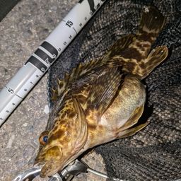 タケノコメバル