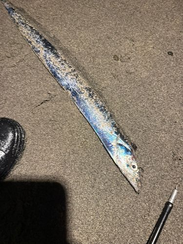 タチウオの釣果