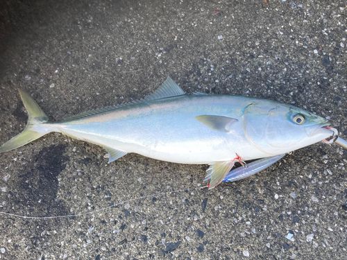 ブリの釣果