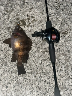 シロメバルの釣果