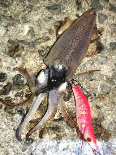 ヒイカの釣果
