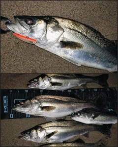 シーバスの釣果