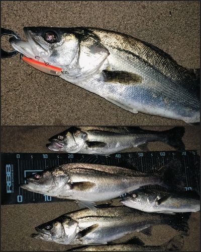 シーバスの釣果