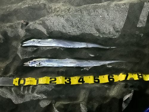 タチウオの釣果