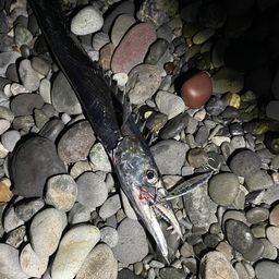 クロタチカマス