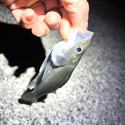 セイゴ（マルスズキ）