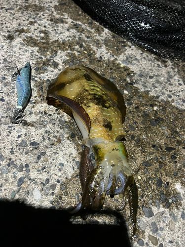 アオリイカの釣果