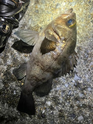 メバルの釣果