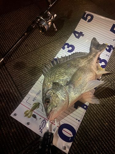 東京湾（アクアライン〜富津）