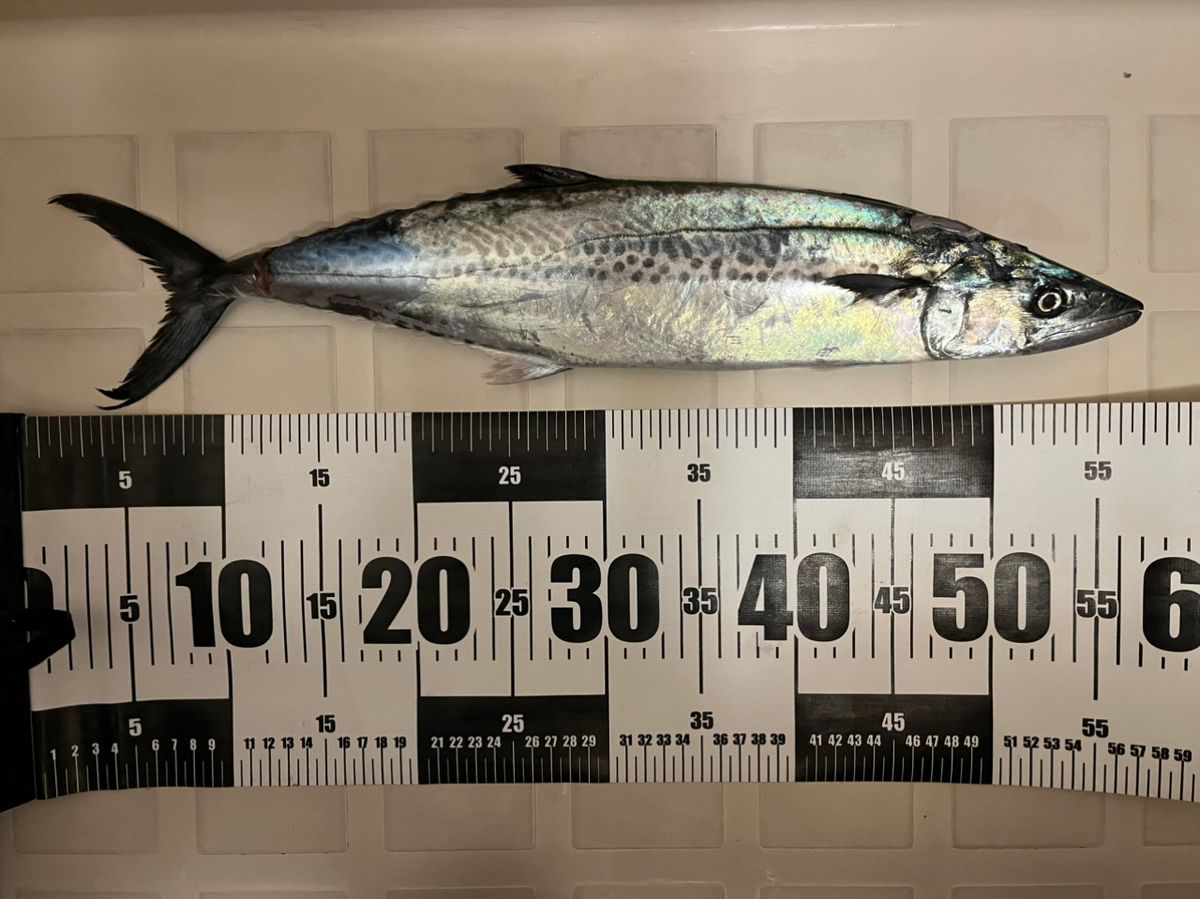 本意気のフッキング🪝さんの釣果 2枚目の画像