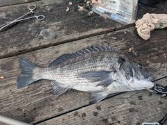チヌの釣果