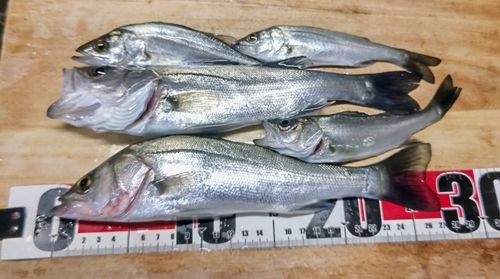 セイゴ（マルスズキ）の釣果